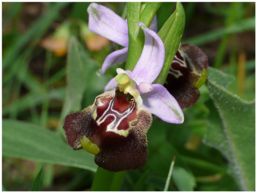 Variabilit di Ophrys fuciflora